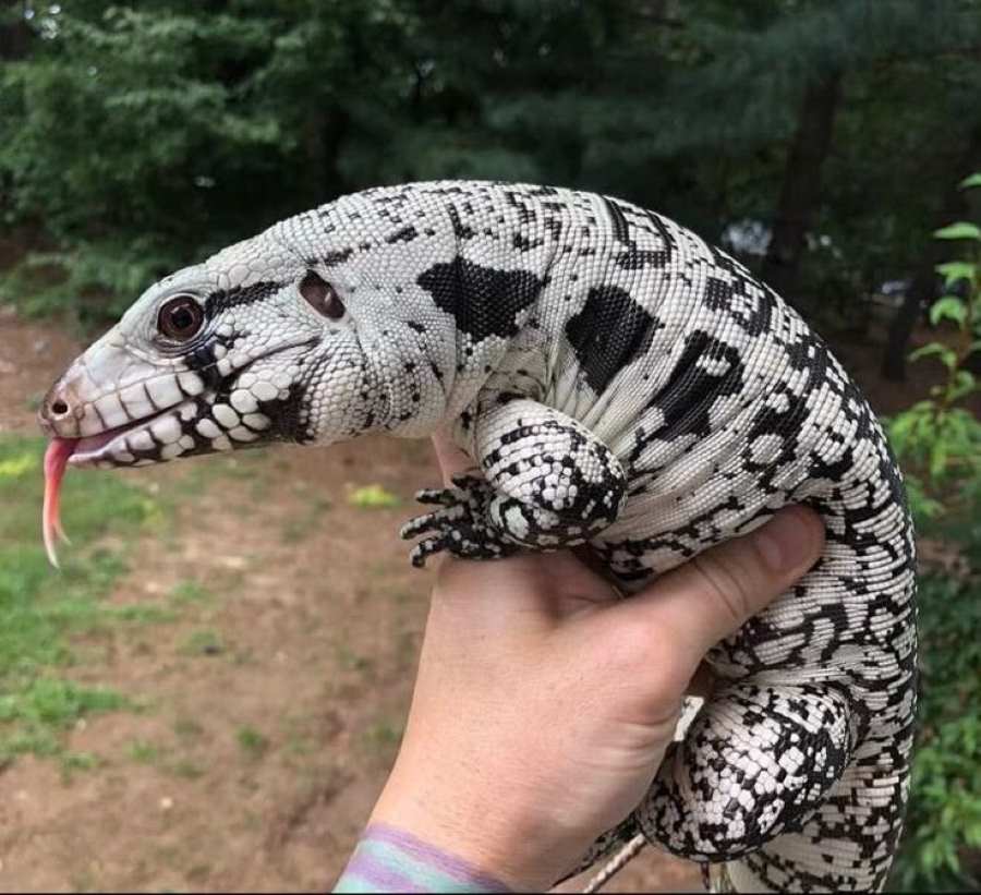 Tegu